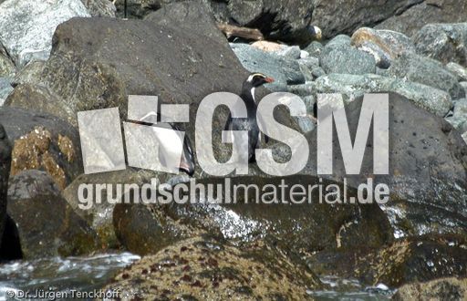 Dickschnabelpinguin (34 von 45).jpg